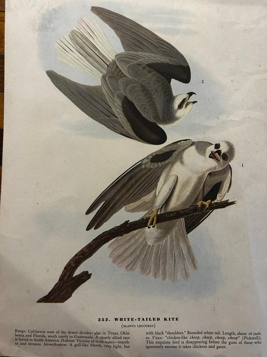 White-Tailed Kite Original Victorian Lithograph