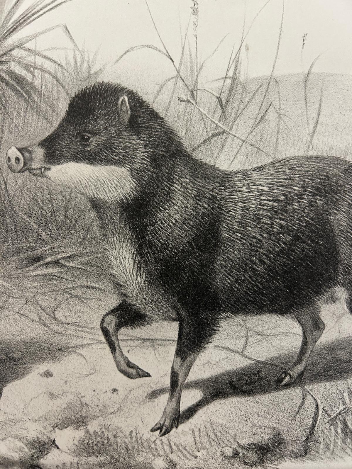 Victorian Lithograph of The White Lipped Peccary