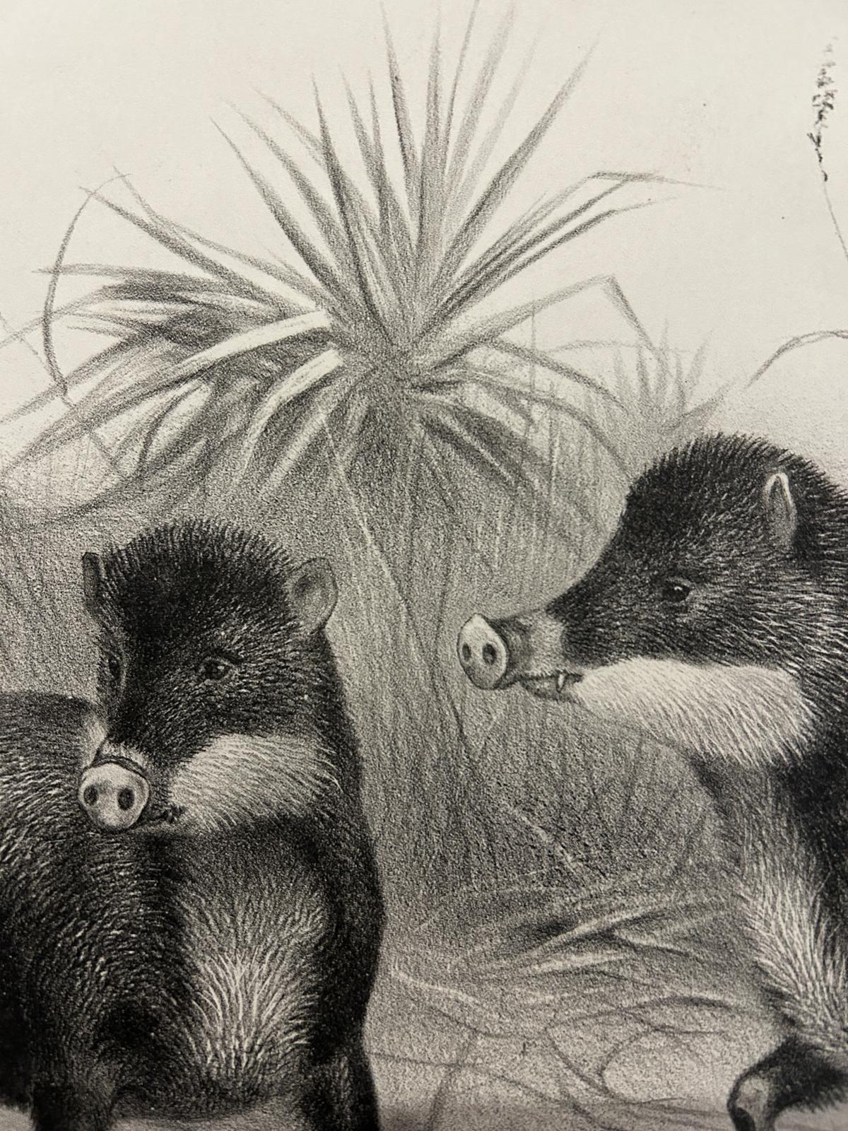 Victorian Lithograph of The White Lipped Peccary
