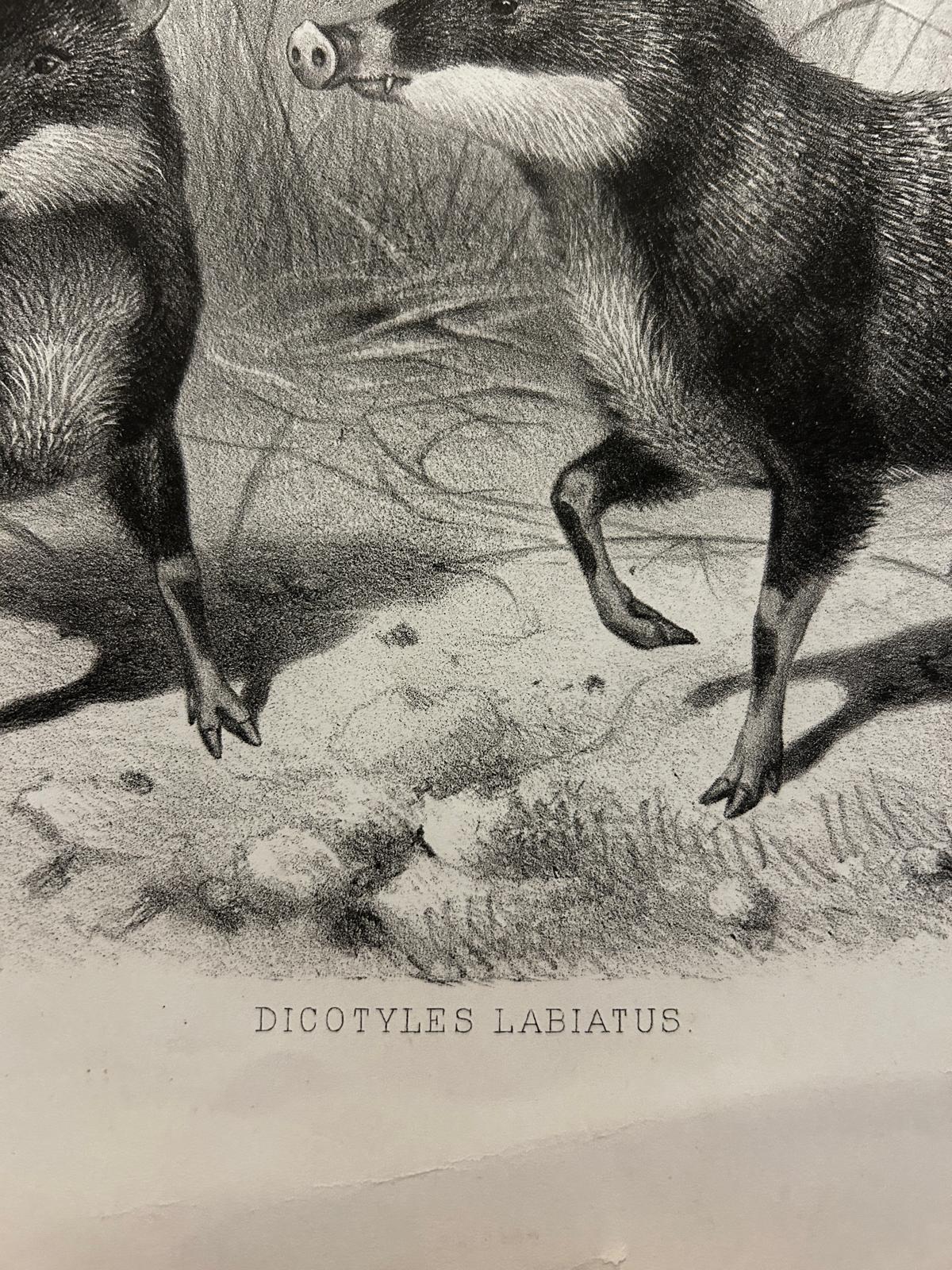 Victorian Lithograph of The White Lipped Peccary
