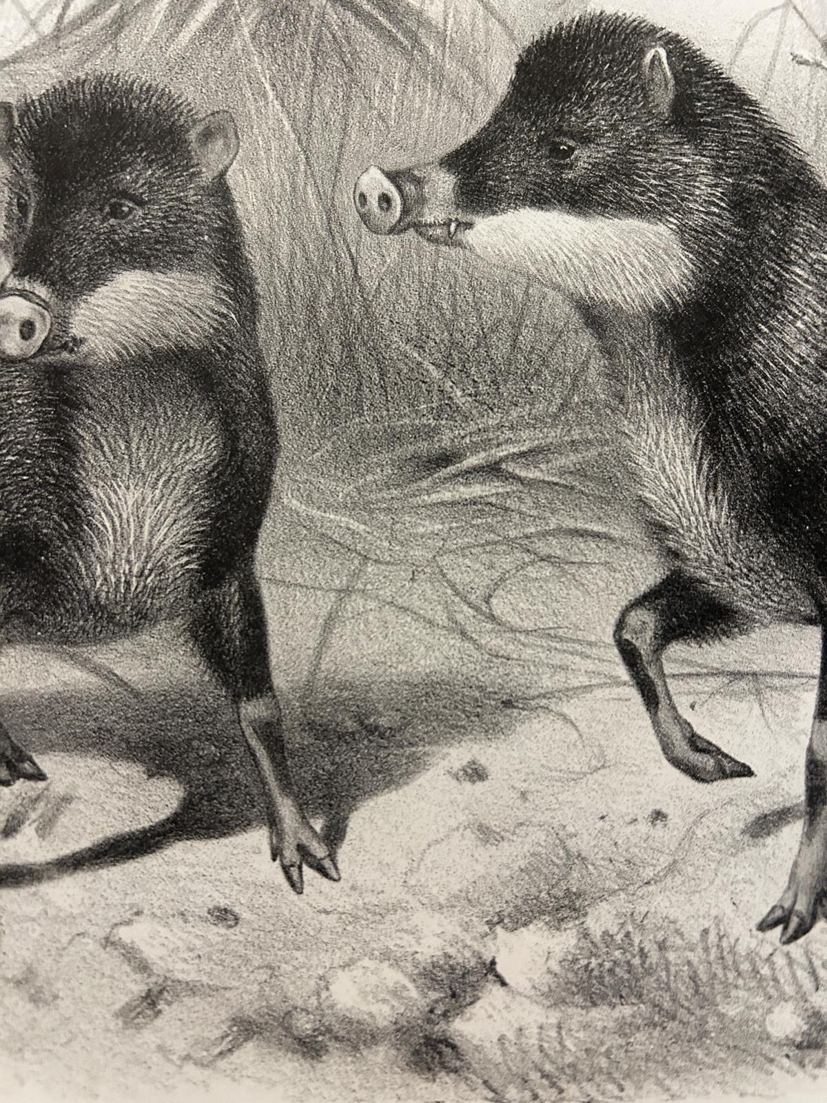 Victorian Lithograph of The White Lipped Peccary
