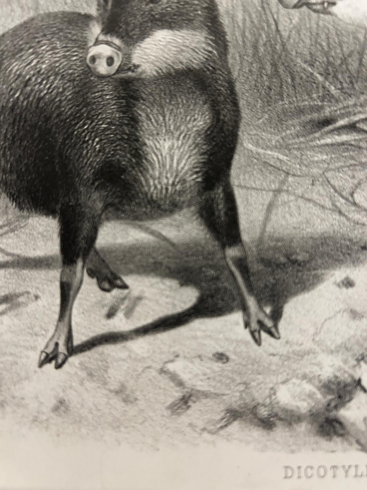 Victorian Lithograph of The White Lipped Peccary