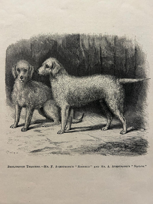 ANTIQUE Lithograph/illustration Print 1886 Beddlington Terriers