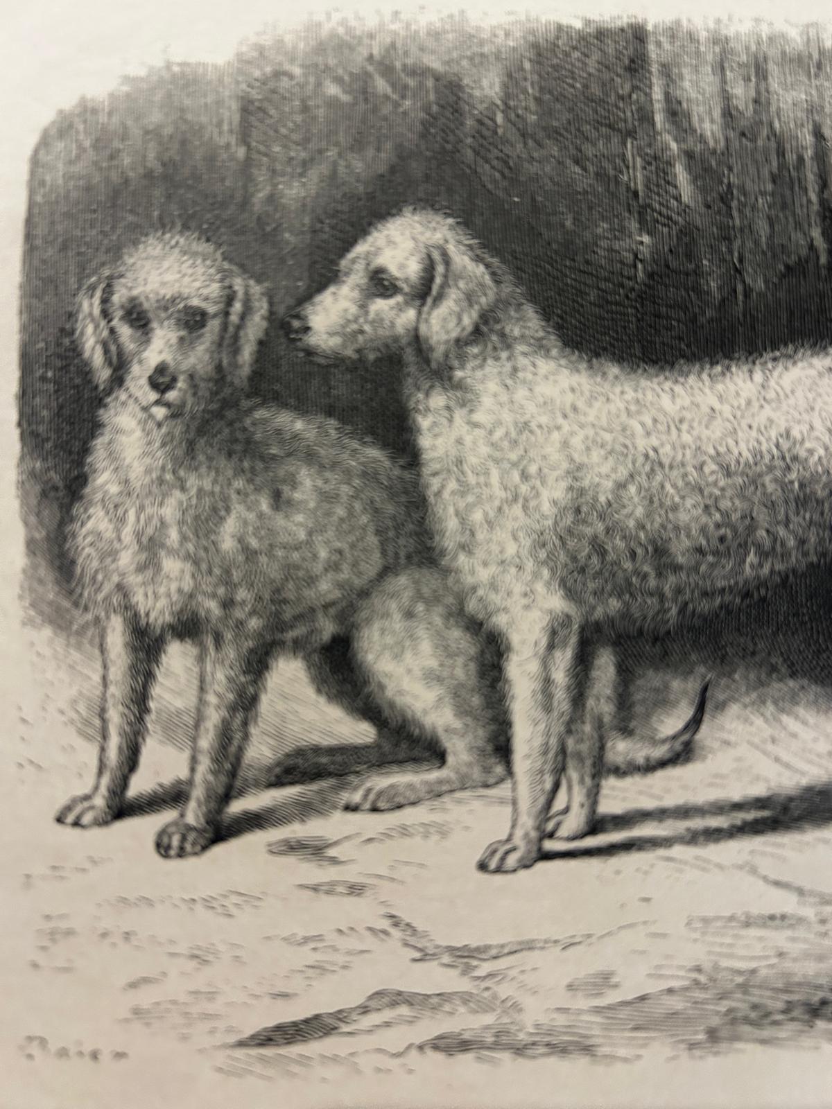 ANTIQUE Lithograph/illustration Print 1886 Beddlington Terriers