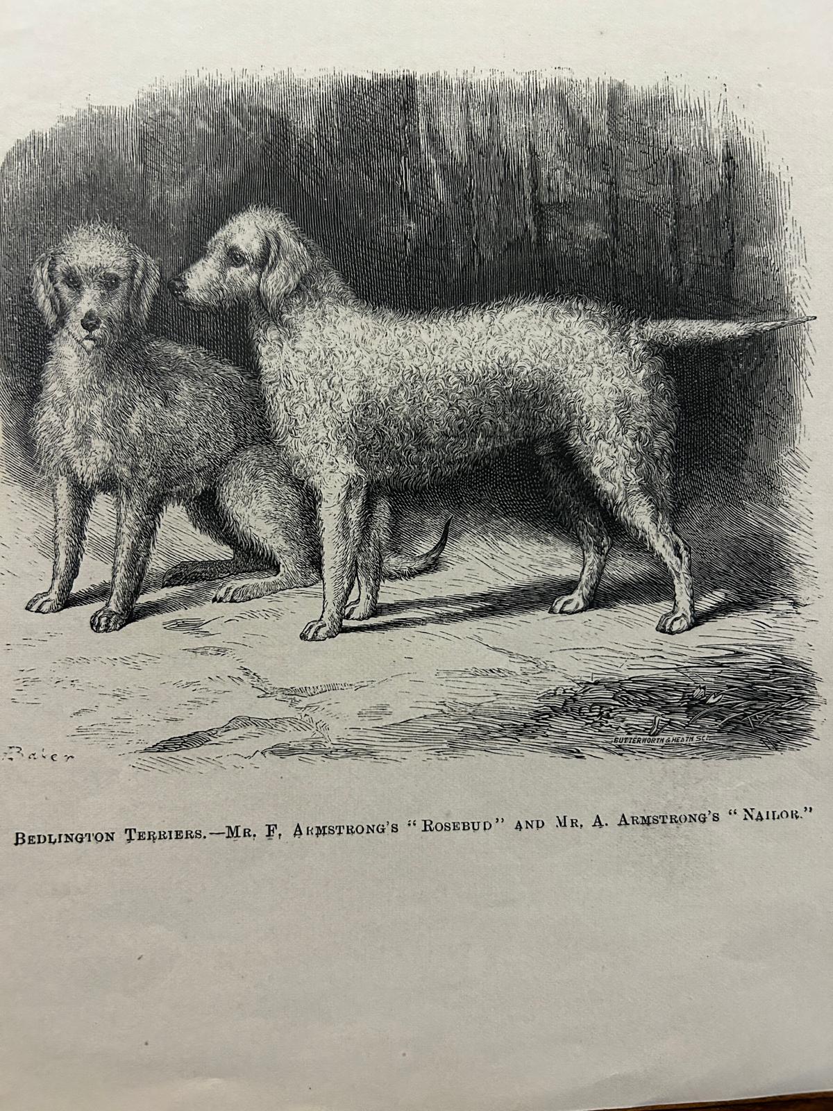 ANTIQUE Lithograph/illustration Print 1886 Beddlington Terriers