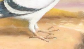 LATE 19TH/EARLY 20TH CENTURY OIL ON BOARD STUDY RACING PIGEON