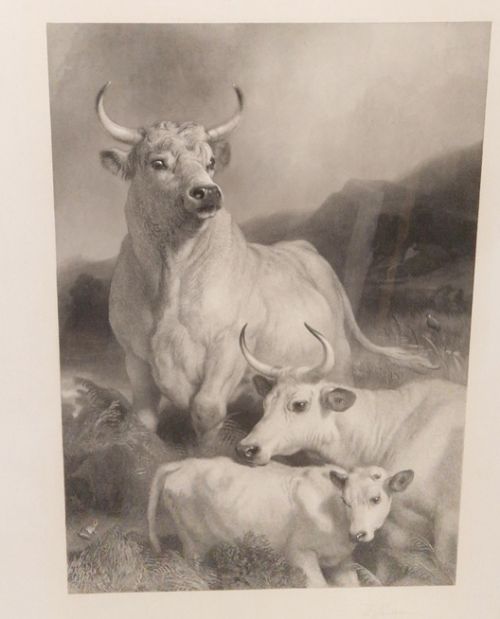 SIR EDWIN LANDSEER PRA. Wild Cattle at Chillingham 1869 etching signed by THOMAS LANDSEER