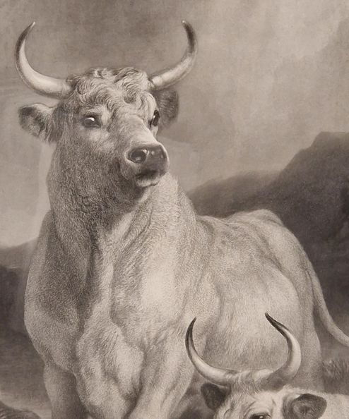 SIR EDWIN LANDSEER PRA. Wild Cattle at Chillingham 1869 etching signed by THOMAS LANDSEER