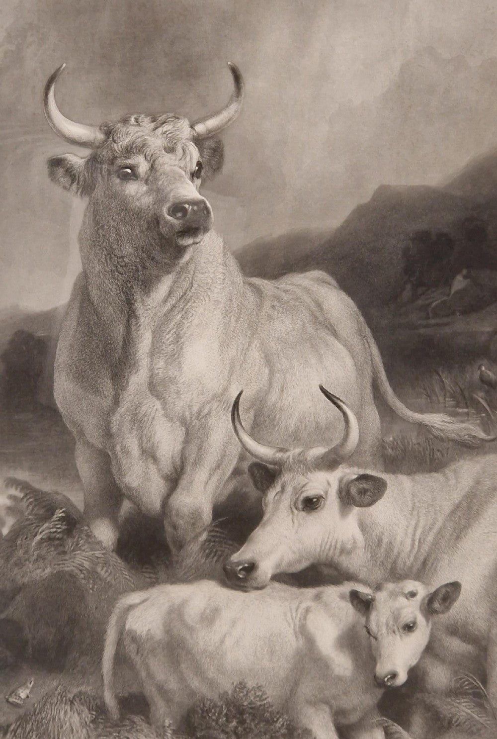 SIR EDWIN LANDSEER PRA. Wild Cattle at Chillingham 1869 etching signed by THOMAS LANDSEER