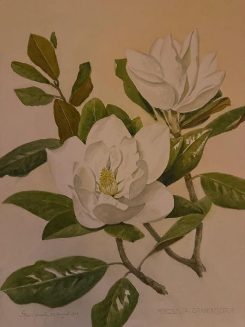 FRANK GALSWORTHY 1863 - 1959 LARGE FLOWER WATERCOLOUR 'MAGNOLIA GRANDIFLORA' 1956 SIGNED