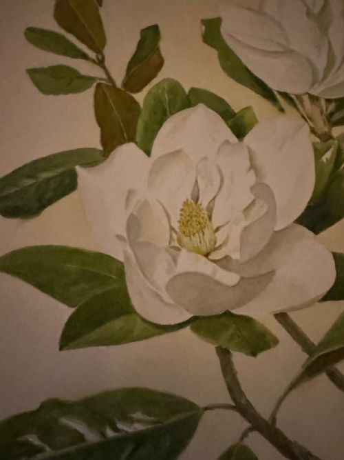 FRANK GALSWORTHY 1863 - 1959 LARGE FLOWER WATERCOLOUR 'MAGNOLIA GRANDIFLORA' 1956 SIGNED
