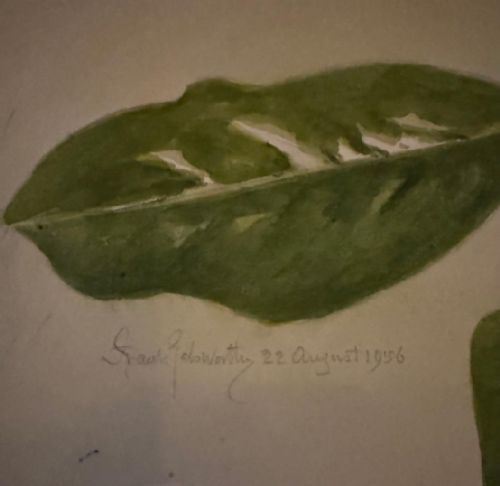 FRANK GALSWORTHY 1863 - 1959 LARGE FLOWER WATERCOLOUR 'MAGNOLIA GRANDIFLORA' 1956 SIGNED