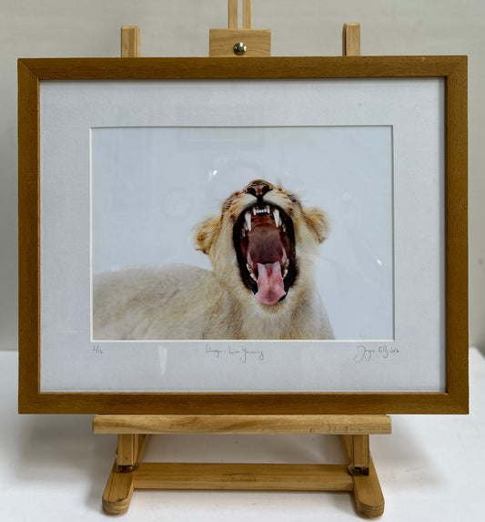 Yawning Lion Signed and Limited Photograph