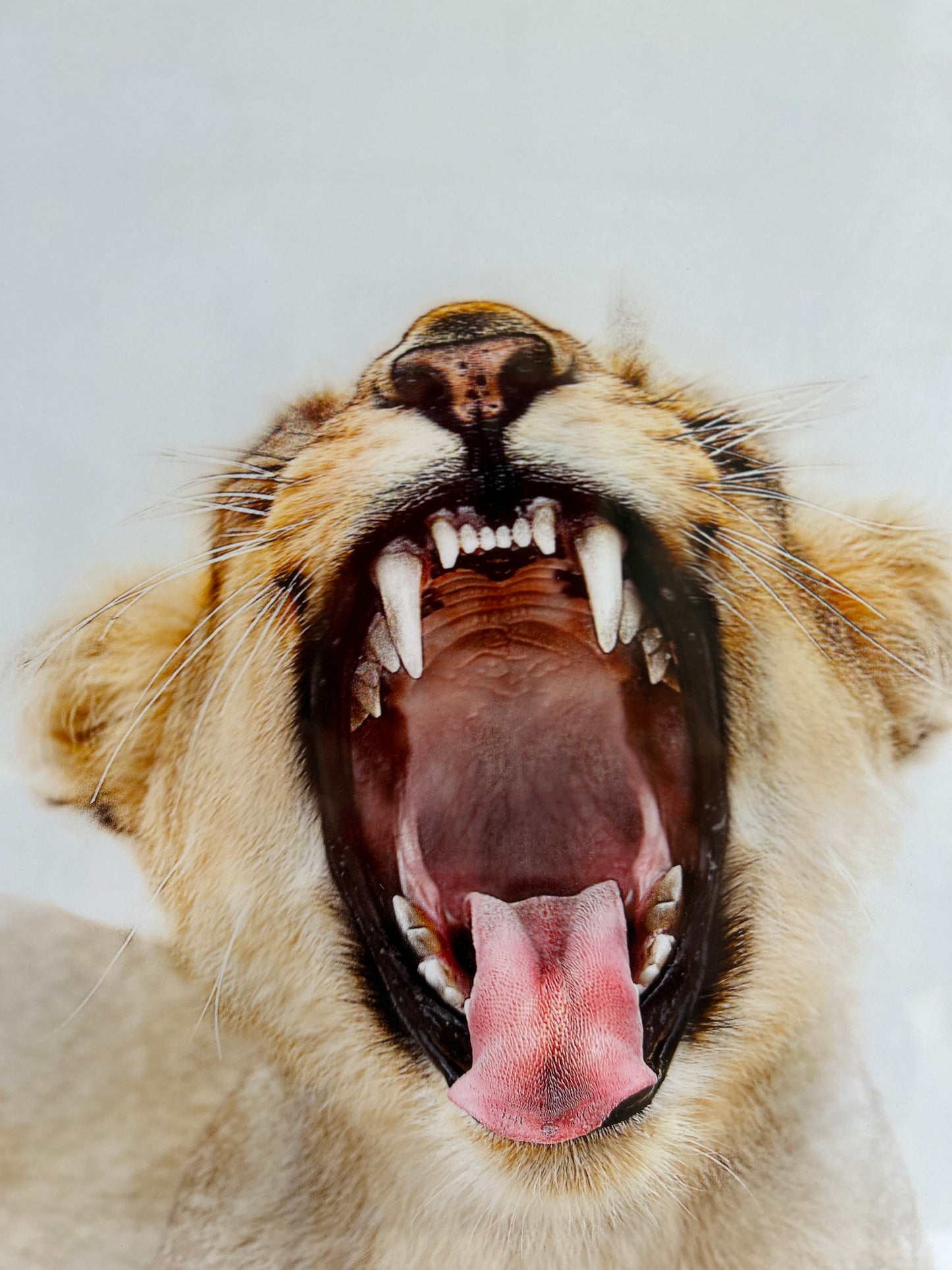 Yawning Lion Signed and Limited Photograph