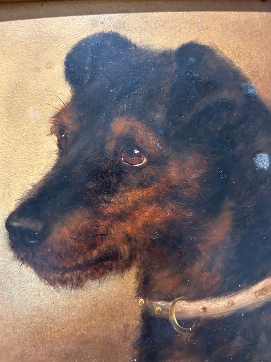 Ritratto di cane Welsh Terrier C1850 Olio su tavola