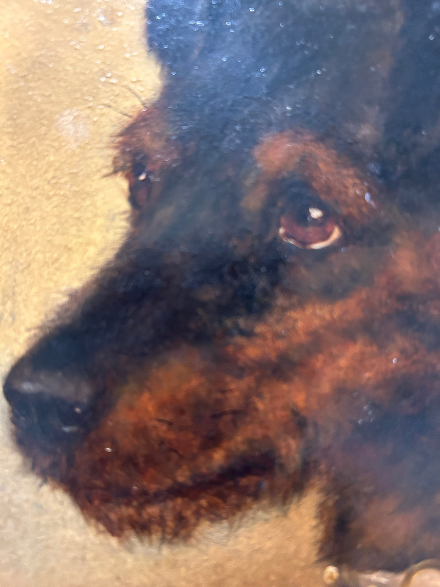 Ritratto di cane Welsh Terrier C1850 Olio su tavola