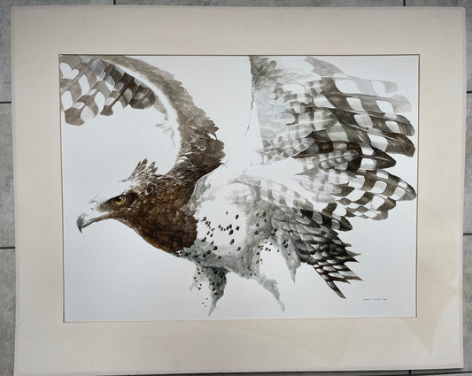 Leigh Voigt b.1943 - Original Watercolour - Bird of Prey