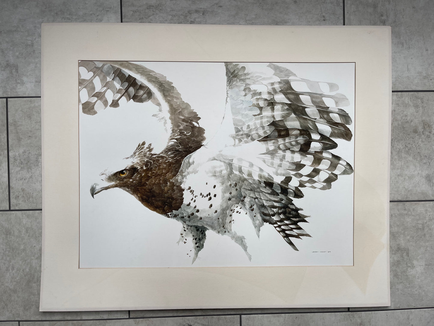 Leigh Voigt b.1943 - Original Watercolour - Bird of Prey