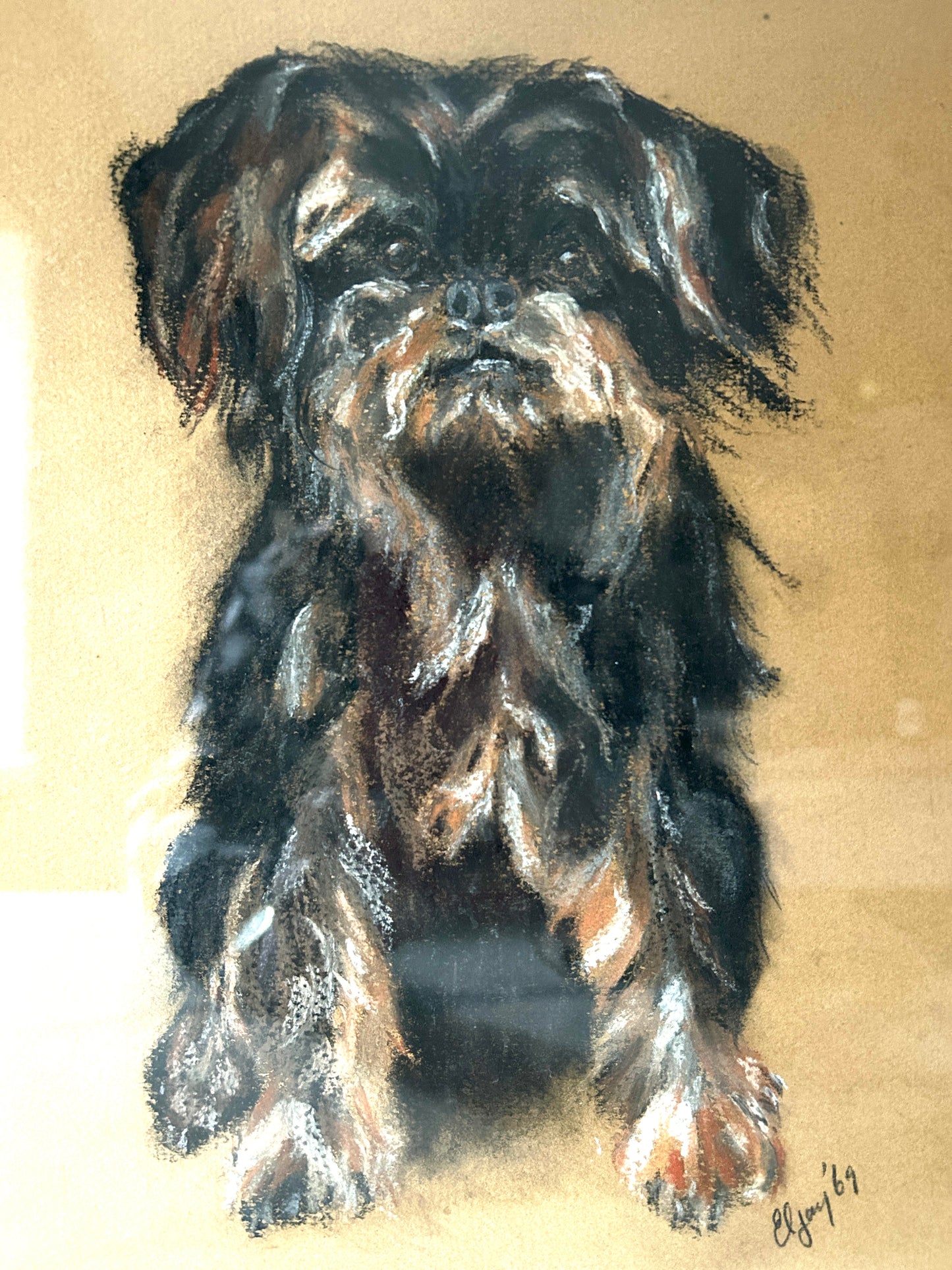 Ritratto di metà secolo di uno Yorkshire Terrier