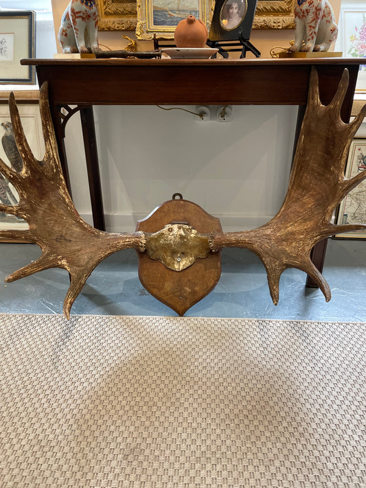 Spectacular vintage Canadian mounted moose horns.