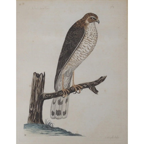 Peter Mazell 18th Century Bird Hand-Coloured Engravings x 4