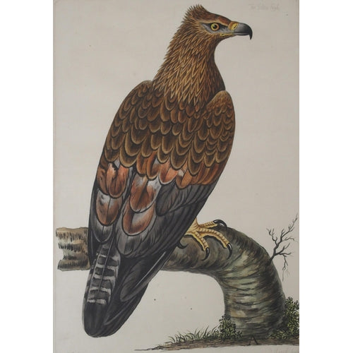 Peter Mazell 18th Century Bird Hand-Coloured Engravings x 4