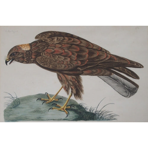 Peter Mazell 18th Century Bird Hand-Coloured Engravings x 4