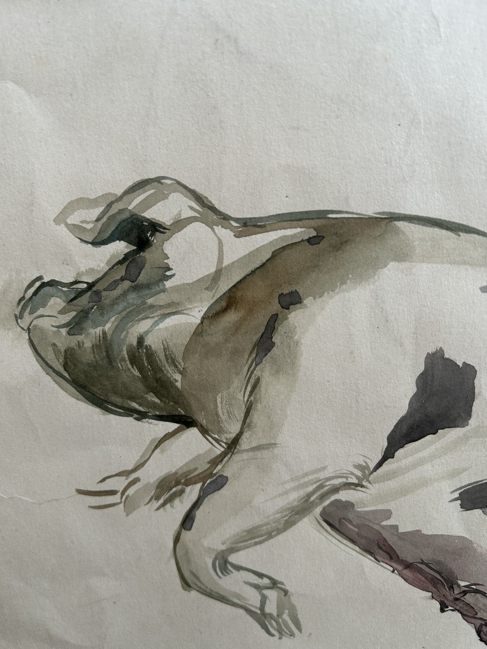 Spotted Pig Watercolour by Gerald A Cooper