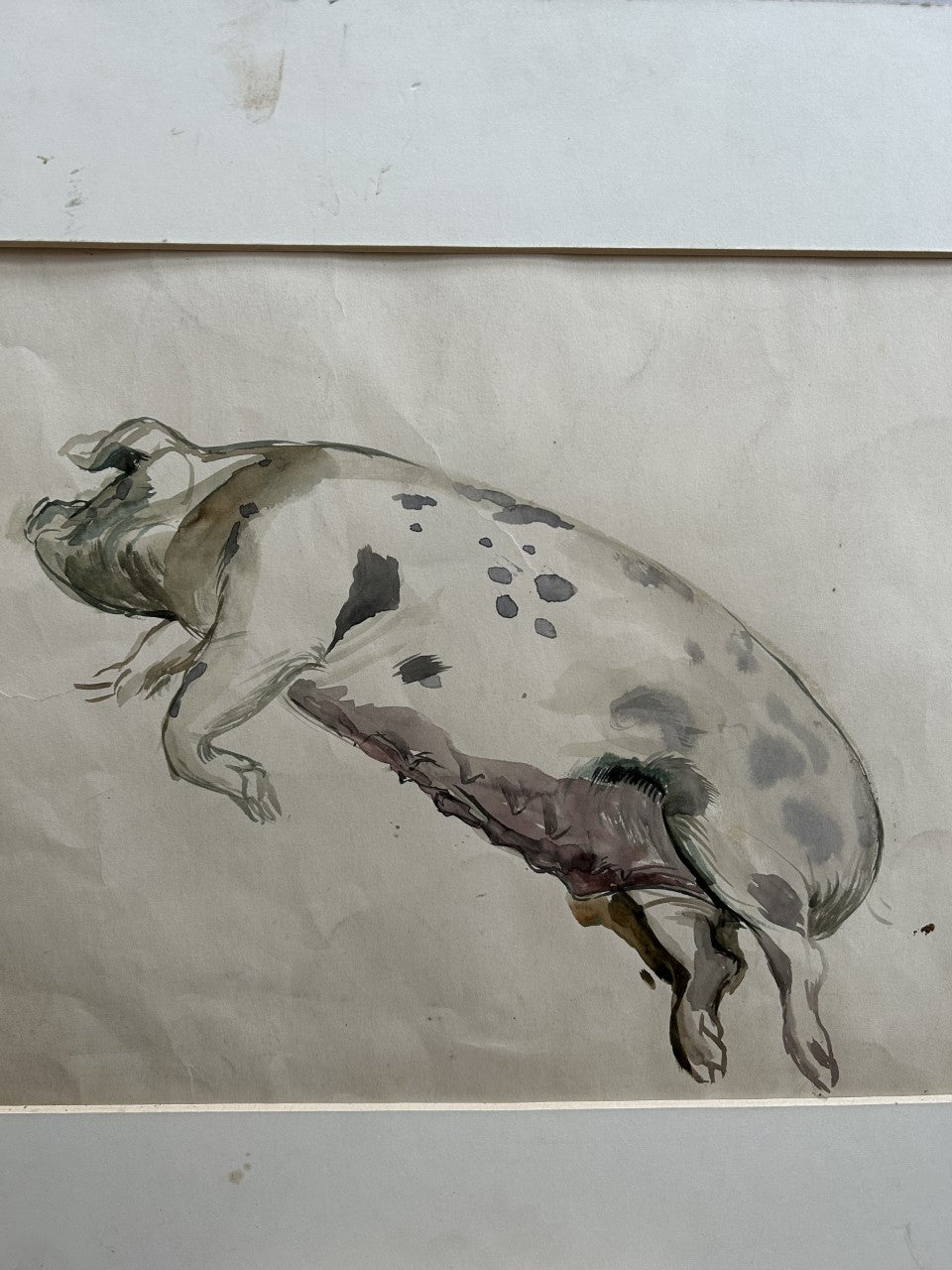 Spotted Pig Watercolour by Gerald A Cooper